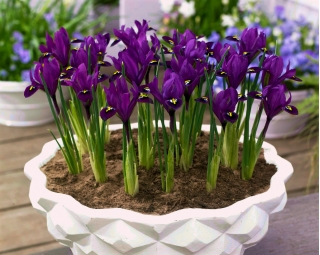 Irys botaniczny - Purple Hill - 10 szt.