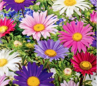 Aster - Madeleine - mieszanka o kwiatach pojedynczych