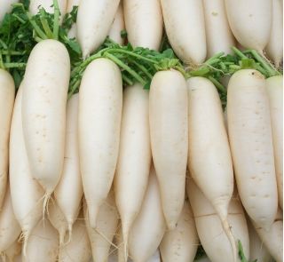 Rzodkiewka Leda - biała