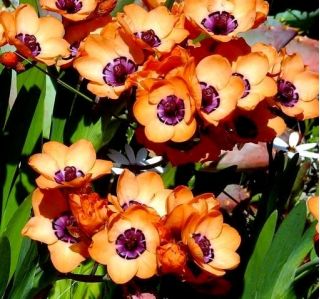 Sparaksis - mix kolorów  - 20 szt