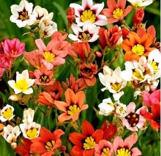 Sparaksis - mix kolorów  - 20 szt