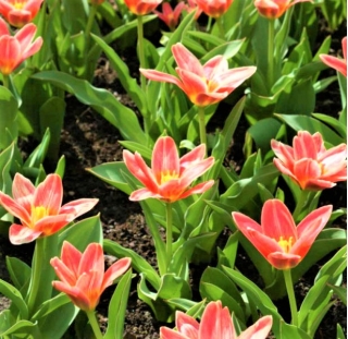 Tulipan Fashion - duża paczka! - 50 szt.