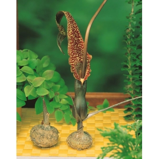 Arum Cornutum - Lilia Voodoo