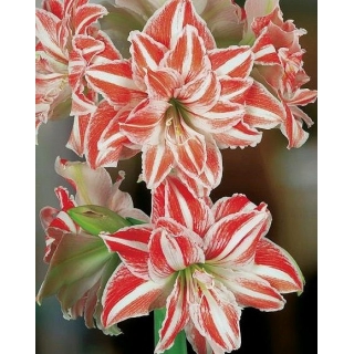 Hipeastrum - Amarylis - Dancing Queen