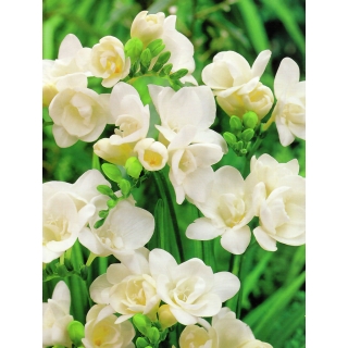 Frezja pełna biała - White - 10 szt.
