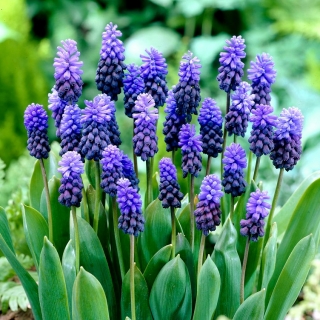Szafirek szerokolistny - Muscari latifolium - duża paczka! - 100 szt.