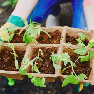 Doniczki torfowe kwadratowe 8x8 cm - 30 sztuk