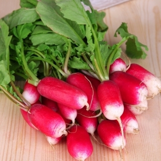 Rzodkiewka 18-dniowa De dix-huit jours