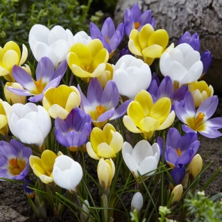 Zestaw 3 odmian krokusów w kolorze białym, fioletowo-białym oraz żółtym - 180 szt.