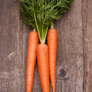 Marchew Neptun F1 - średnio późna