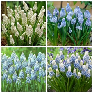 Infinity - zestaw 4 odmian szafirków - 70 szt.