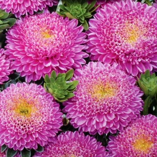 Aster pomponowy - różowy