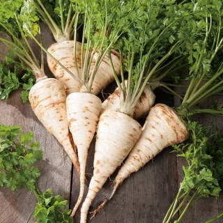 Pietruszka Cukrowa - wczesna