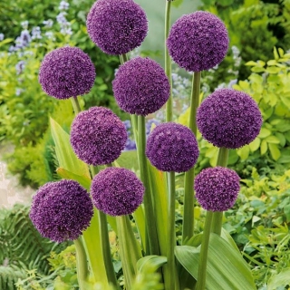 Czosnek ozdobny Ambassador