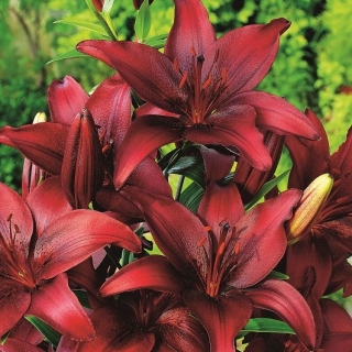 Asiatic lily - Night Flyer