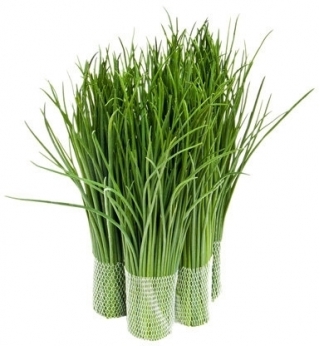 BIO Szczypiorek Medium leaf - Certyfikowane nasiona ekologiczne