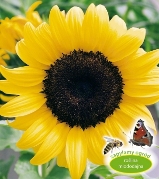 Słonecznik ozdobny pojedynczy wysoki