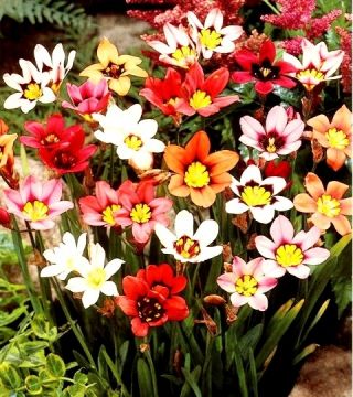 Sparaksis - mix kolorów  - 20 szt