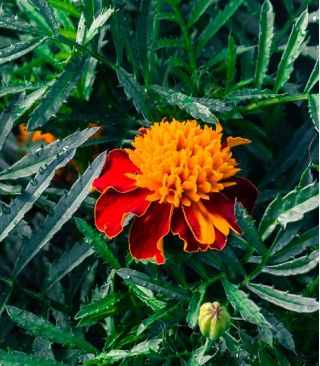 Aksamitka Solan - rozpierzchła, niska