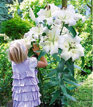 Lilia drzewiasta - Pretty Women