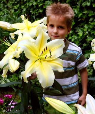 Lilia olbrzymia - Big Brother- duża paczka! - 10 szt.