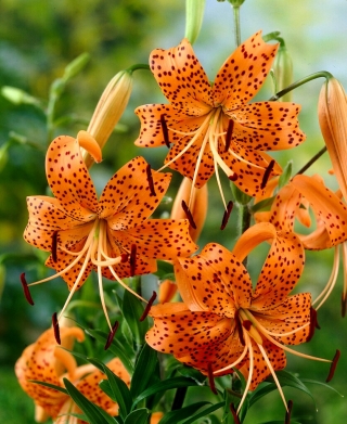 Lilia tygrysia - Tigrinum - duża paczka! - 10 szt.