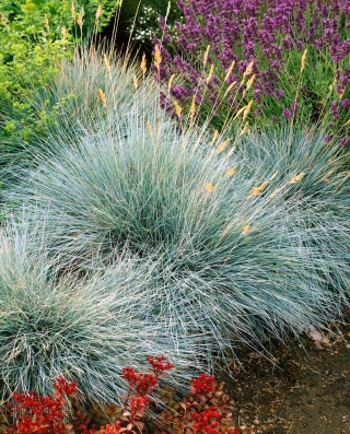 Kostrzewa sina - Niebieska trawa