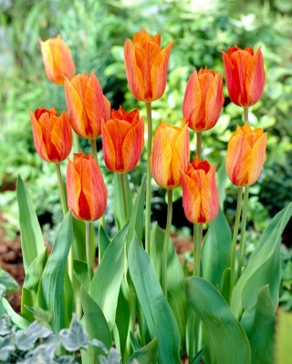 Produkt Testowy - TEST003