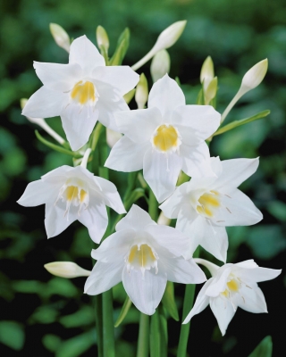 Lilia amazońska - Eucharis amazonica