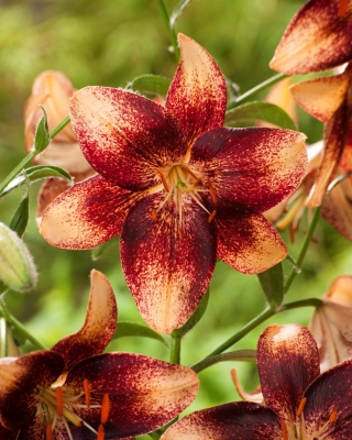 Lilia - Chocolate Event