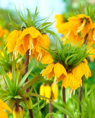 Korona Cesarska - Striped Beauty