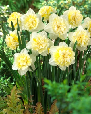 Narcyz Ice King - 5 szt.