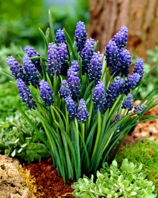 Szafirek Neglectum - 10 szt.