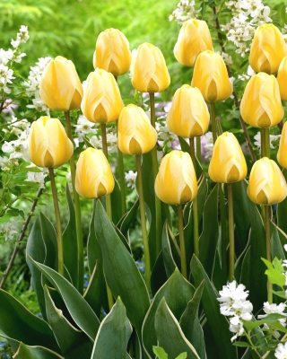 Tulipan Cream Cocktail - duża paczka! - 50 szt.