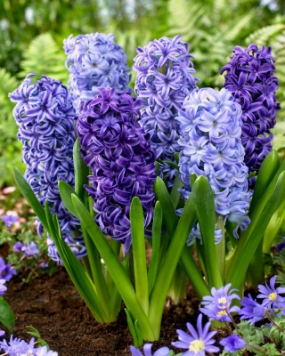 Blue mix - zestaw 3 odmian niebieskich hiacyntów - 27 szt.