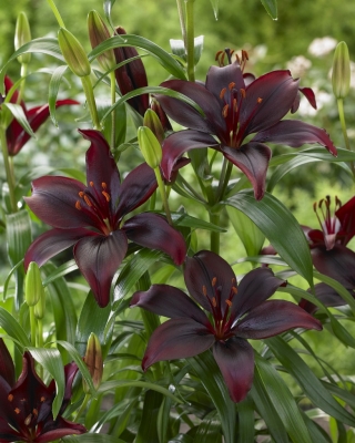 Lilia - Mapira - duża paczka! - 10 szt.