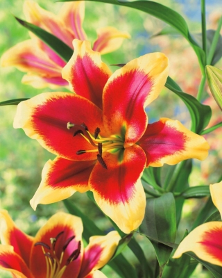 Lilia - Red Dutch - duża paczka! - 10 szt.