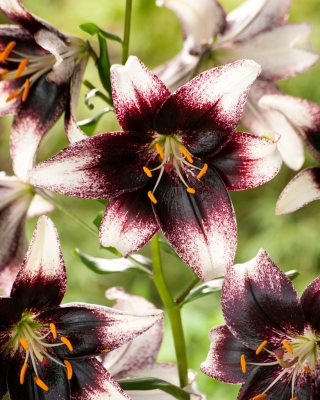 Lilia tygrysia - Stracciatella Event - duża paczka! - 10 szt.