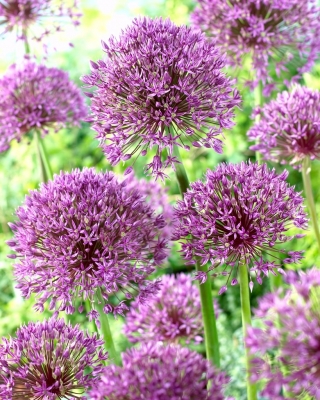 Czosnek ozdobny Jackpot - 10 szt.