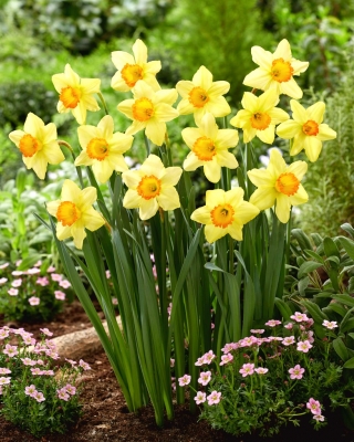 Narcyz Red Devon - 5 szt.