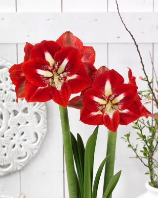 Hipeastrum - Amarylis - Barbados