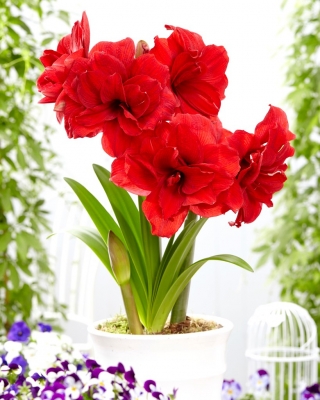 Hipeastrum - Amarylis - Amarantia