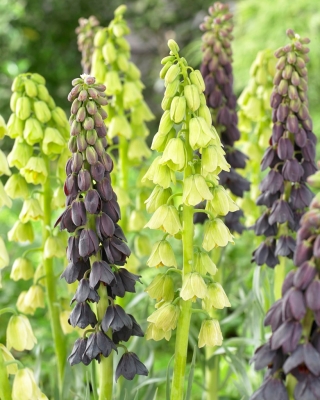 Luxurious - 6 cebul szachownicy perskiej - kompozycja 2 wyjątkowych odmian