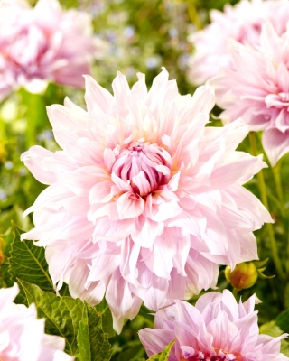 Dalia - Shiloh Noelle