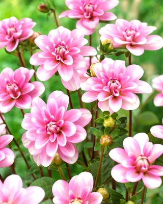 Dalia - Pink Perception