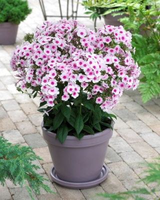 Floks (Phlox) - Płomyk wiechowaty - Swizzle - 1 szt.