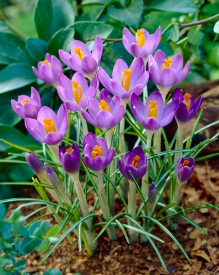 Krokus Barr's Purple - 10 szt.