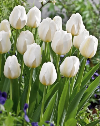 Tulipan City Of Vancouver - duża paczka! - 50 szt.