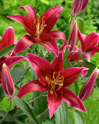 Lilia drzewiasta - Czerwona