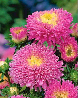 Aster pomponowy - różowy